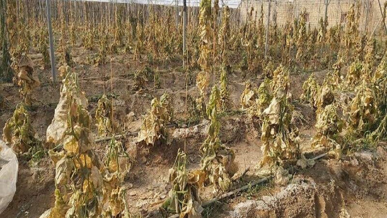 کشاورزی سیستان در پی خشکسالی از بین رفت