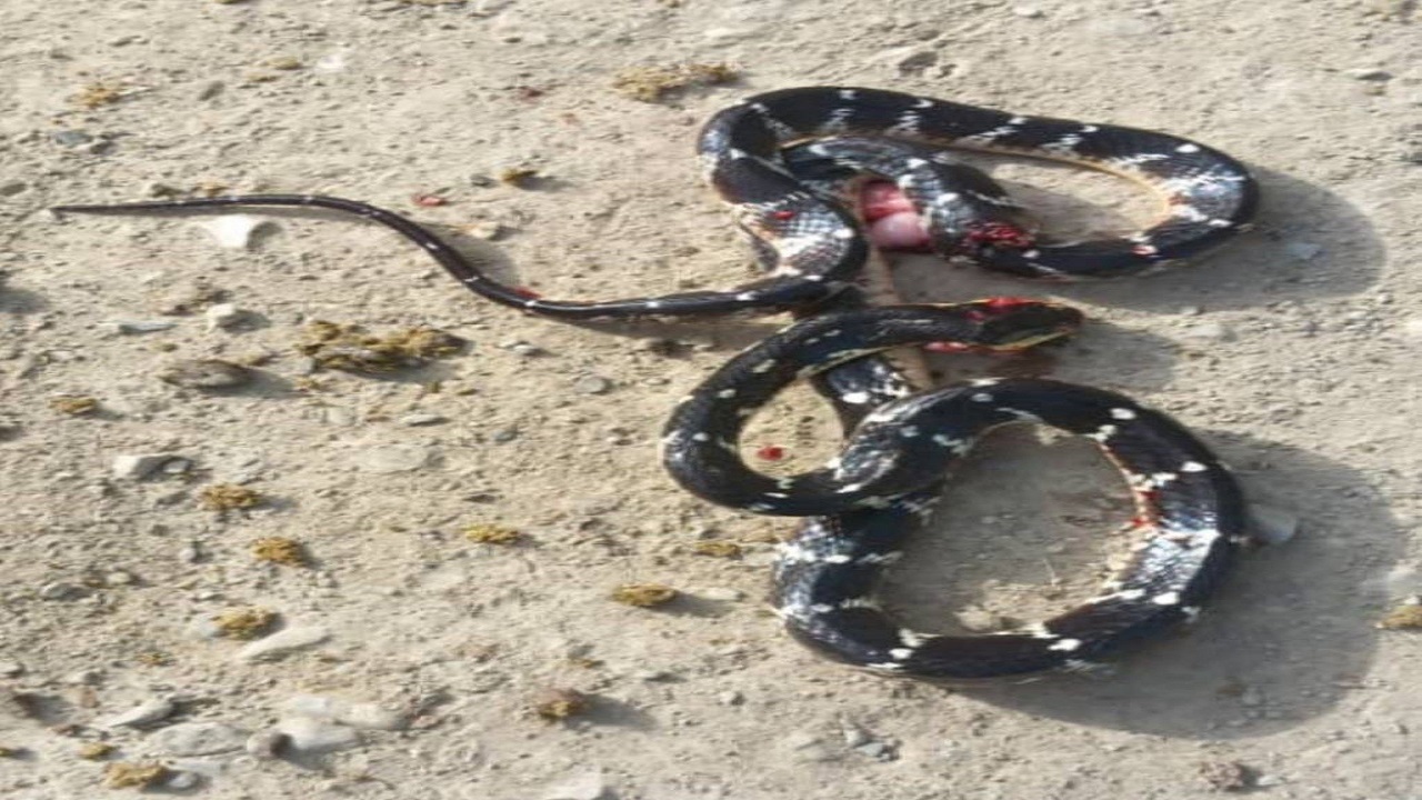 سیاه مار جان دو تبعه افغانستانی را گرفت