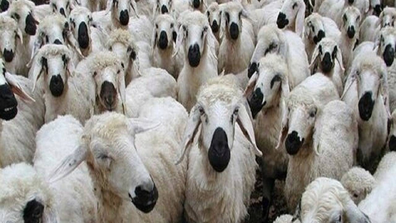 قیمت دام زنده در آستانه عید قربان در سیرجان اعلام شد