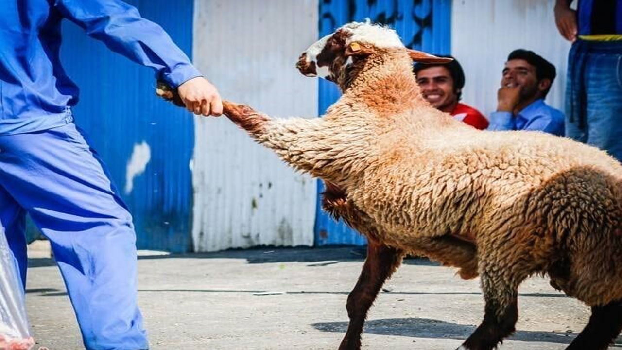 نکاتی برای خرید دام مناسب برای قربانی