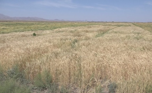 خودکفایی گندم از مسیر واقعی سازی خرید گندم می&zwnj;گذرد