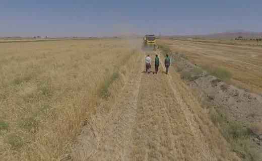 آغاز برداشت خوشه&zwnj;های طلایی گندم و جو