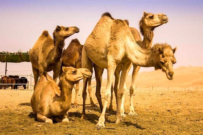 جمع آوری شتر‌های بلاصاحب در محور‌های مواصلاتی بشرویه
