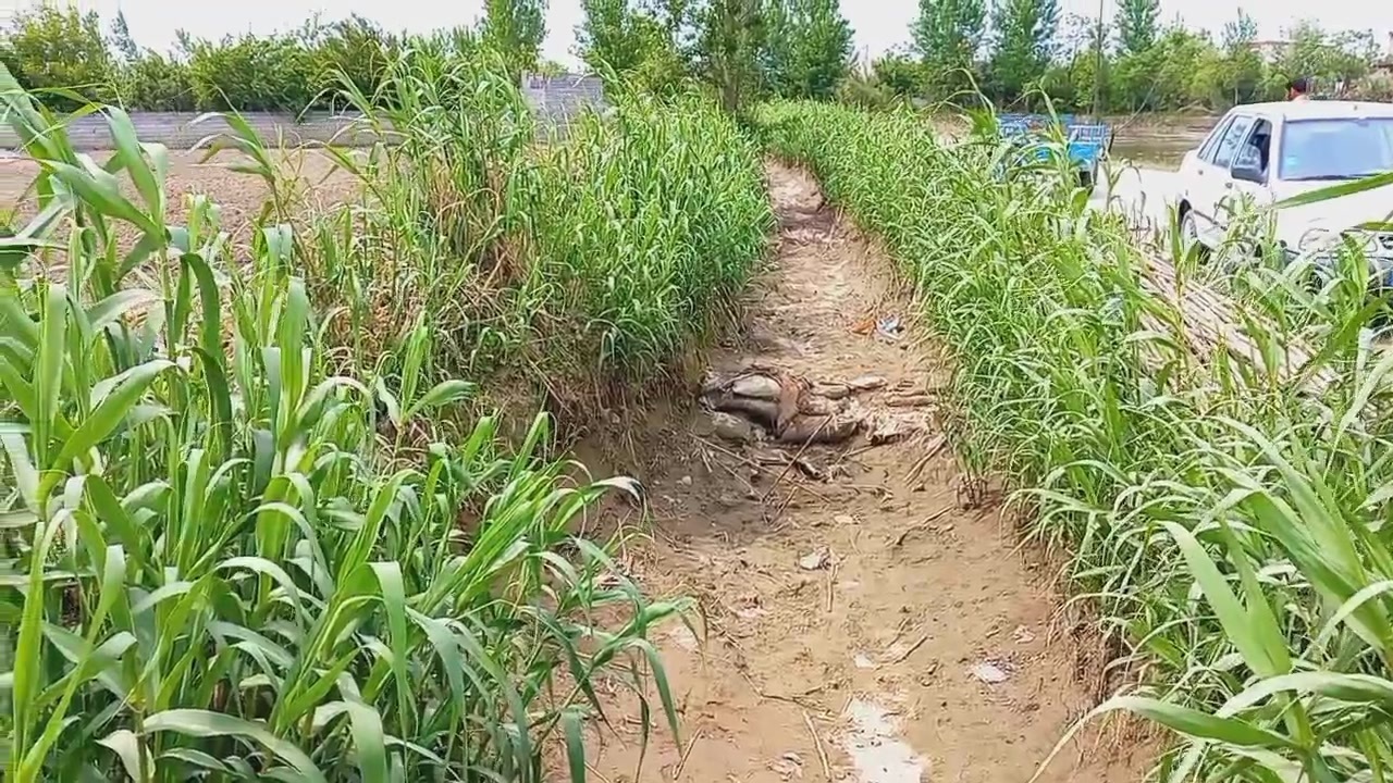 لزوم معرفی ارقام جدید برای سازگاری با کم‌آبی