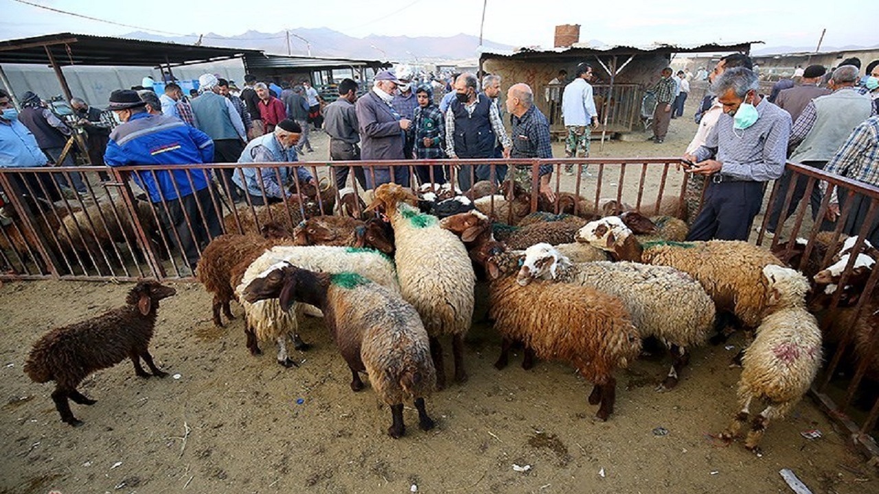 دام زنده با قیمت مصوب در همدان عرضه می شود