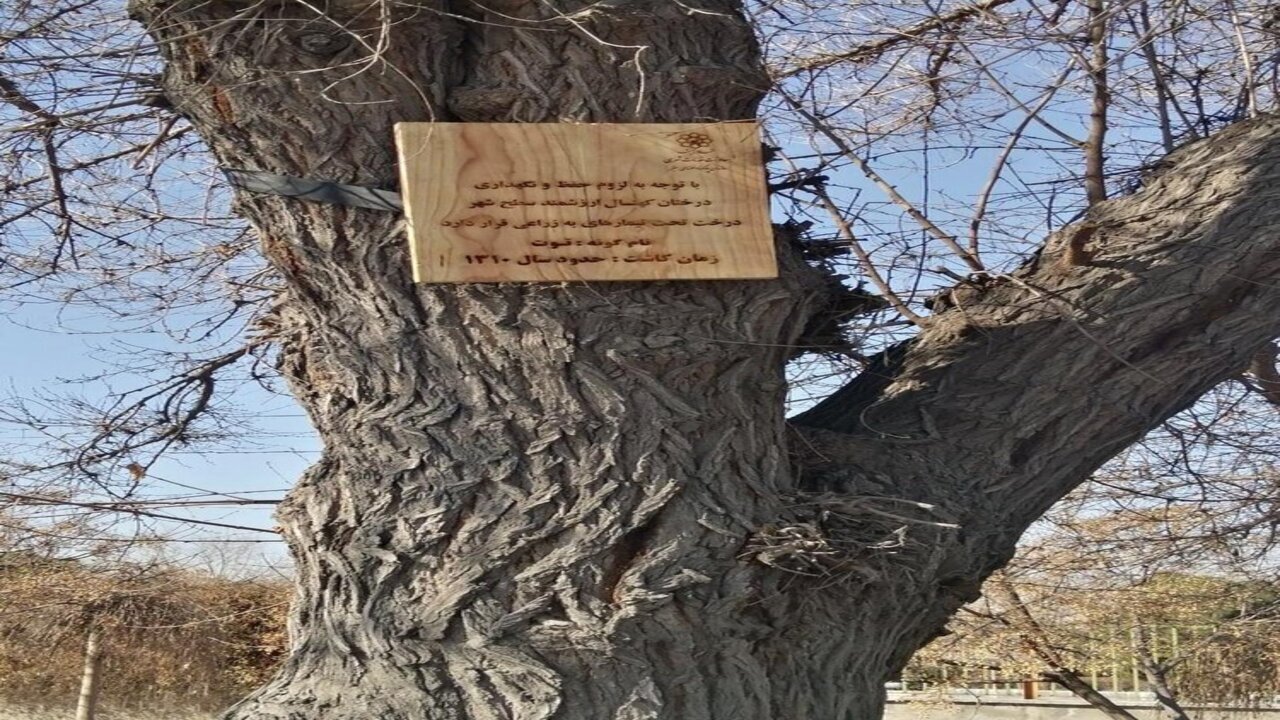 شناسایی ۸۸۰ اصله درخت کهنسال در مشهد