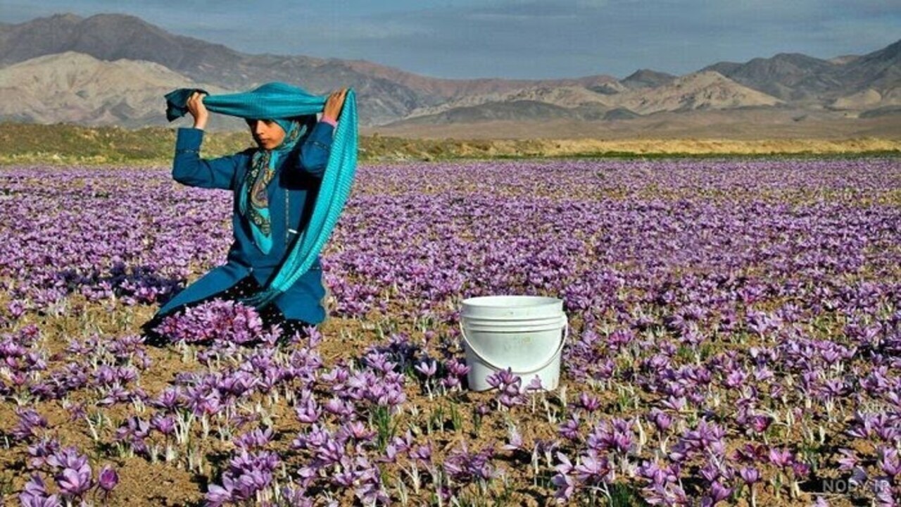 ثبت جشنواره‌های عقیق، ابریشم و زعفران تربت حیدریه در تقویم گردشگری کشور