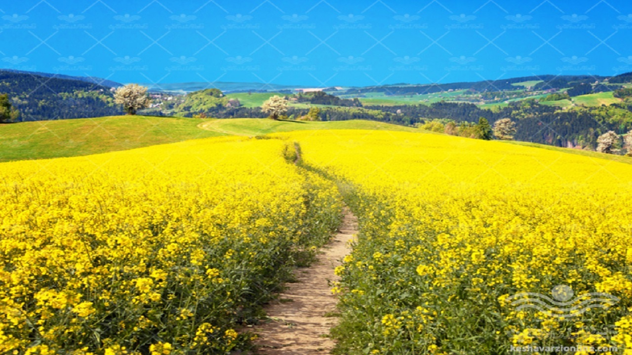 خرید تضمینی۴۴۰ تن کلزا از کشاورزان خراسان شمالی
