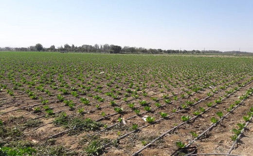 تجهیز پنج هزار هکتار به آبیاری نوین؛ رهاوردی ماندگار در خراسان&zwnj;شمالی