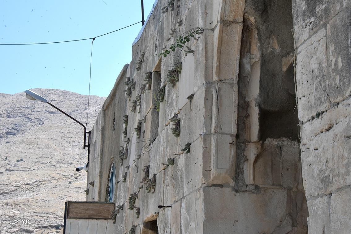 رشد گیاهان در جدارۀ دیواره غربی آرامگاه شیخ امین الدین بلیانی