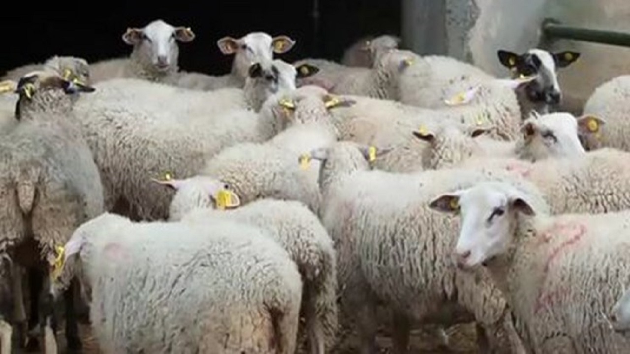 برپایی ۱۱ جایگاه عرضه بهداشتی برای فروش دام زنده
