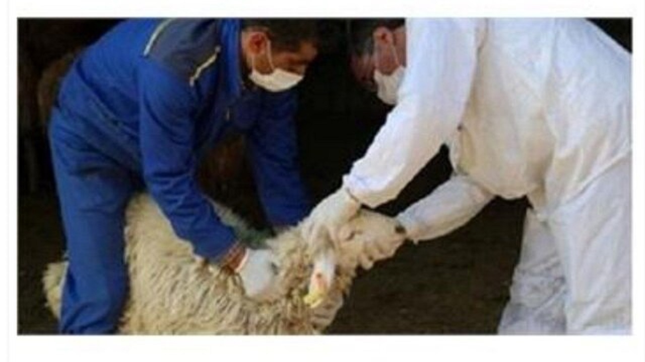 رعایت نکات بهداشتی در مصرف گوشت قربانی
