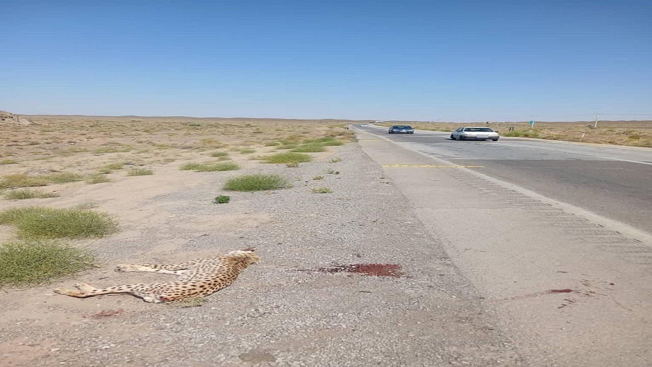 رانندگان برای حفظ جان یوز آسیایی در جاده میامی آهسته برانند