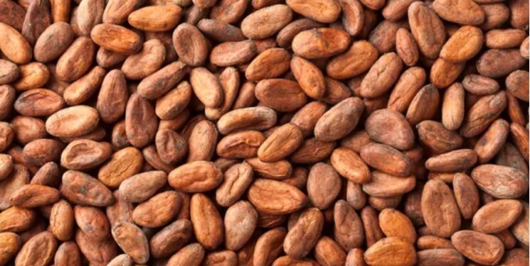 قیمت جهانی کاکائو افزایش یافت