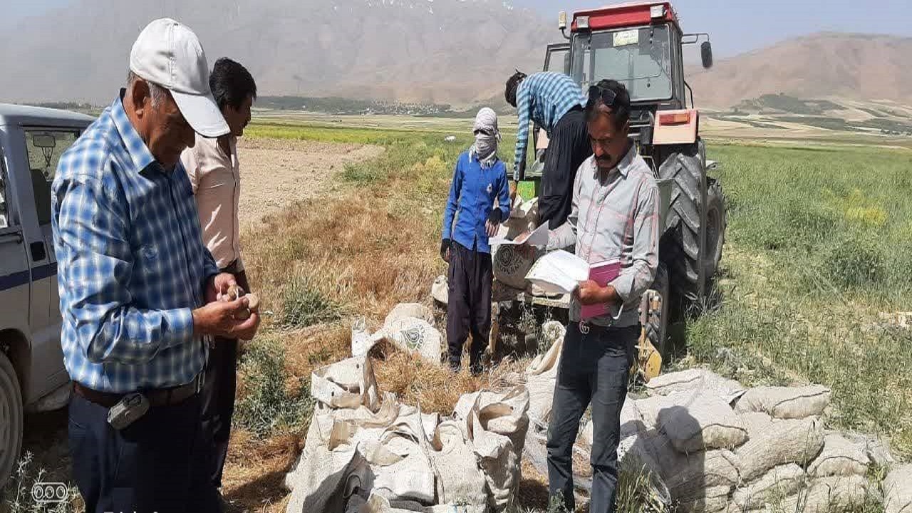 کشت ۸۰ تن سیب زمینی بذری وارداتی در اراضی کشاورزی بروجن