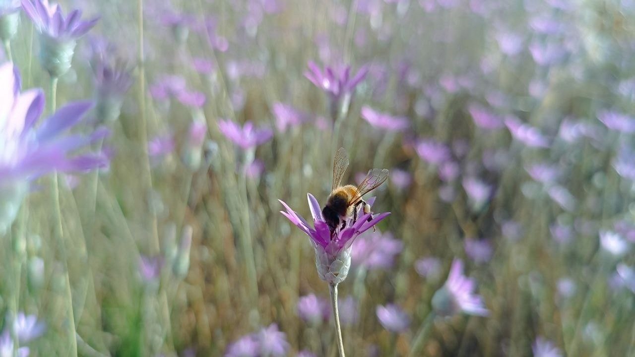 جلوه گری گل‌های طبیعی در روستای نخودآباد هشترود + تصاویر