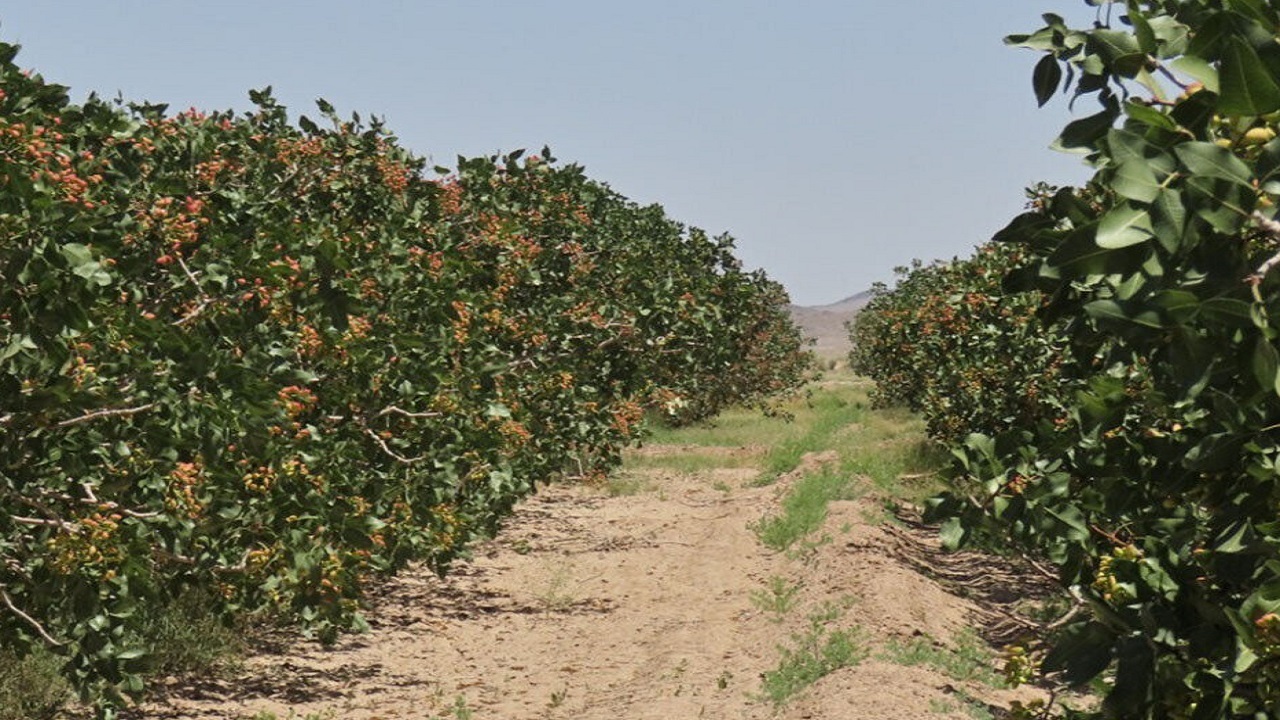 پسته کاران مه ولات خواستار رسیدگی مسئولان خراسان رضوی به مشکلاتشان شدند