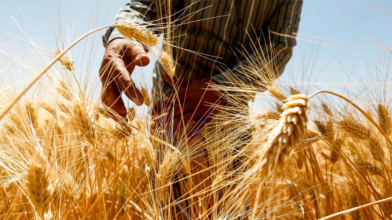 خرید بیش از ۵ هزار تن گندم از کشاورزان شهرستان آوج