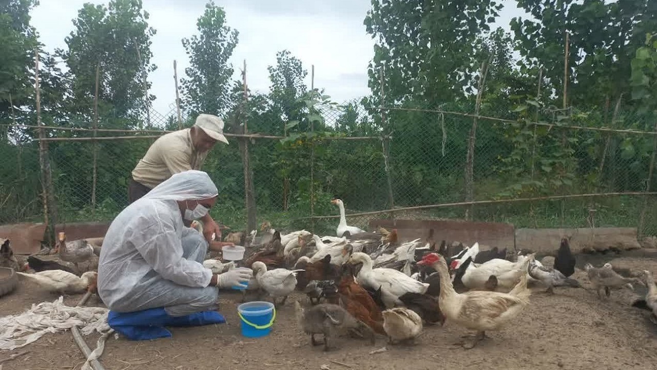 واکسیناسیون بیش از ۲ میلیون و ۷۴۰ هزار قطعه طیور در مازندران