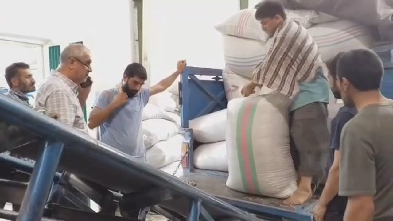 تداوم خرید برنج محلی در مازندران، بخش خصوصی هم وارد میدان شد + فیلم