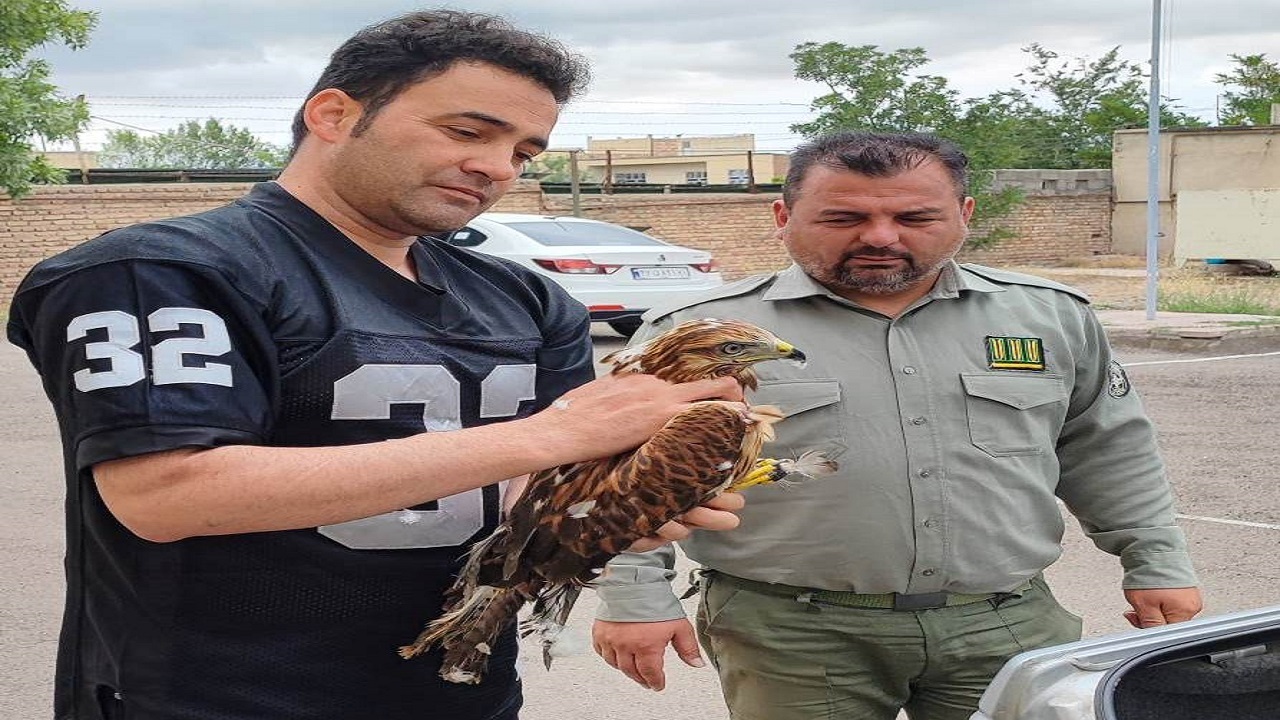 با رصد فضای مجازی، فروشنده و خریدار پرندگان شکاری در دام محیط بانان اردبیل افتادند