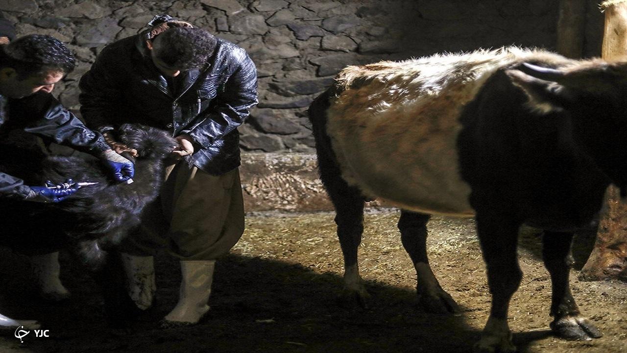 مایه کوبی بیش از ۳ میلیون راس دام علیه تب برفکی در آذربایجان غربی