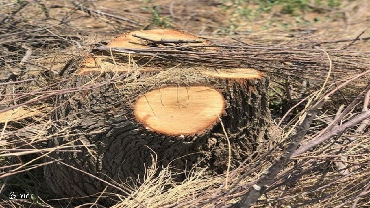 قطع ۱۵۰ اصله درخت بلوط در سردشت