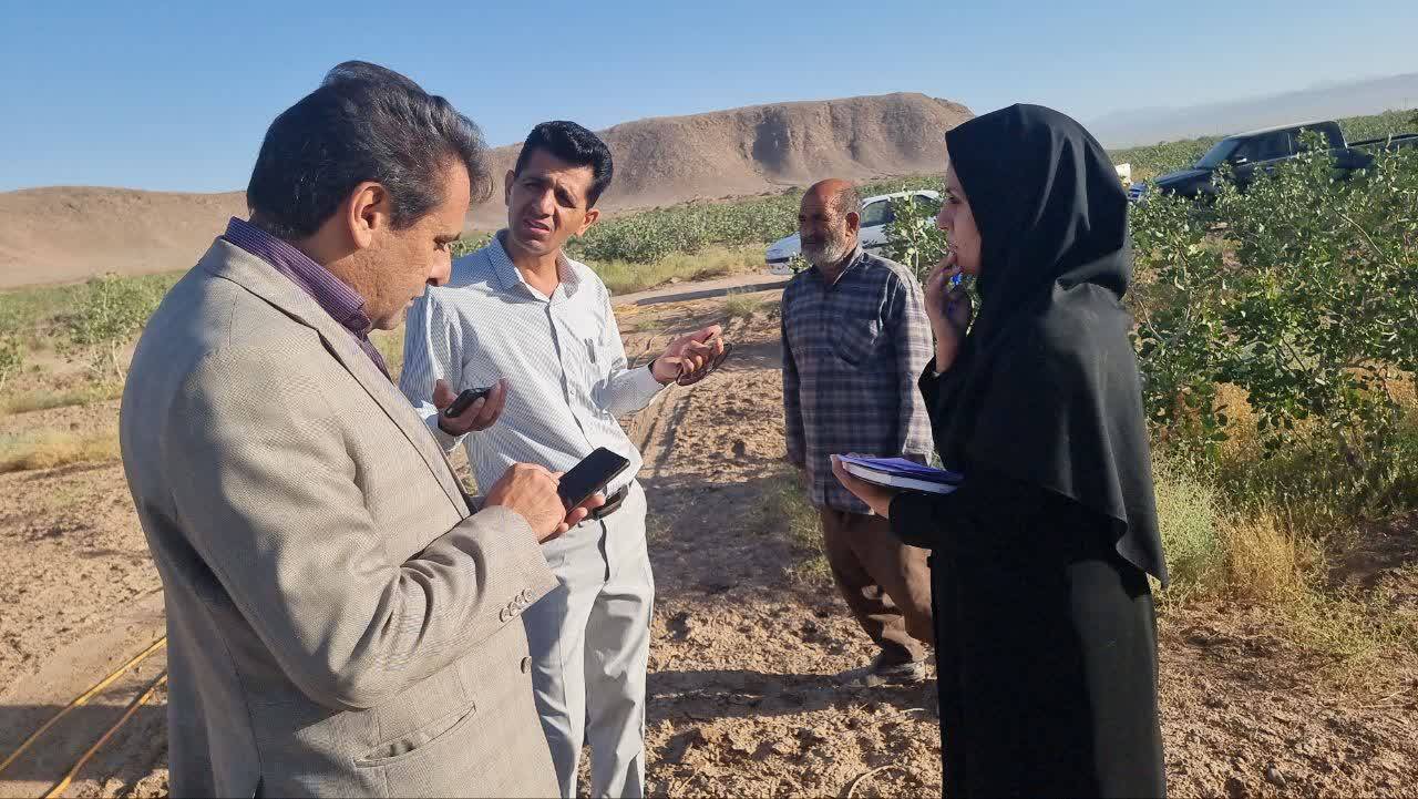 آغاز مبارزه با آفت ملخ مراکشی در شهرستان زرند