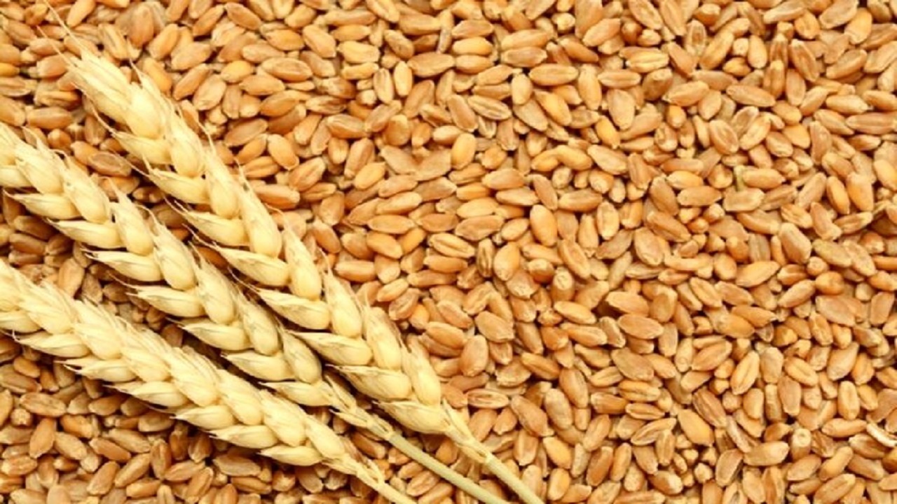 گندمکاران  خوزستانی همچنان چشم انتظار دریافت مطالبات
