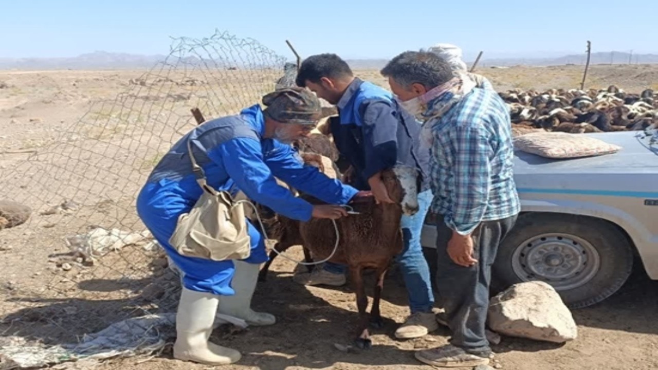 واکسینه شدن ۶۲ هزار راس دام سبک کاشمر علیه طاعون نشخوار کنندگان کوچک