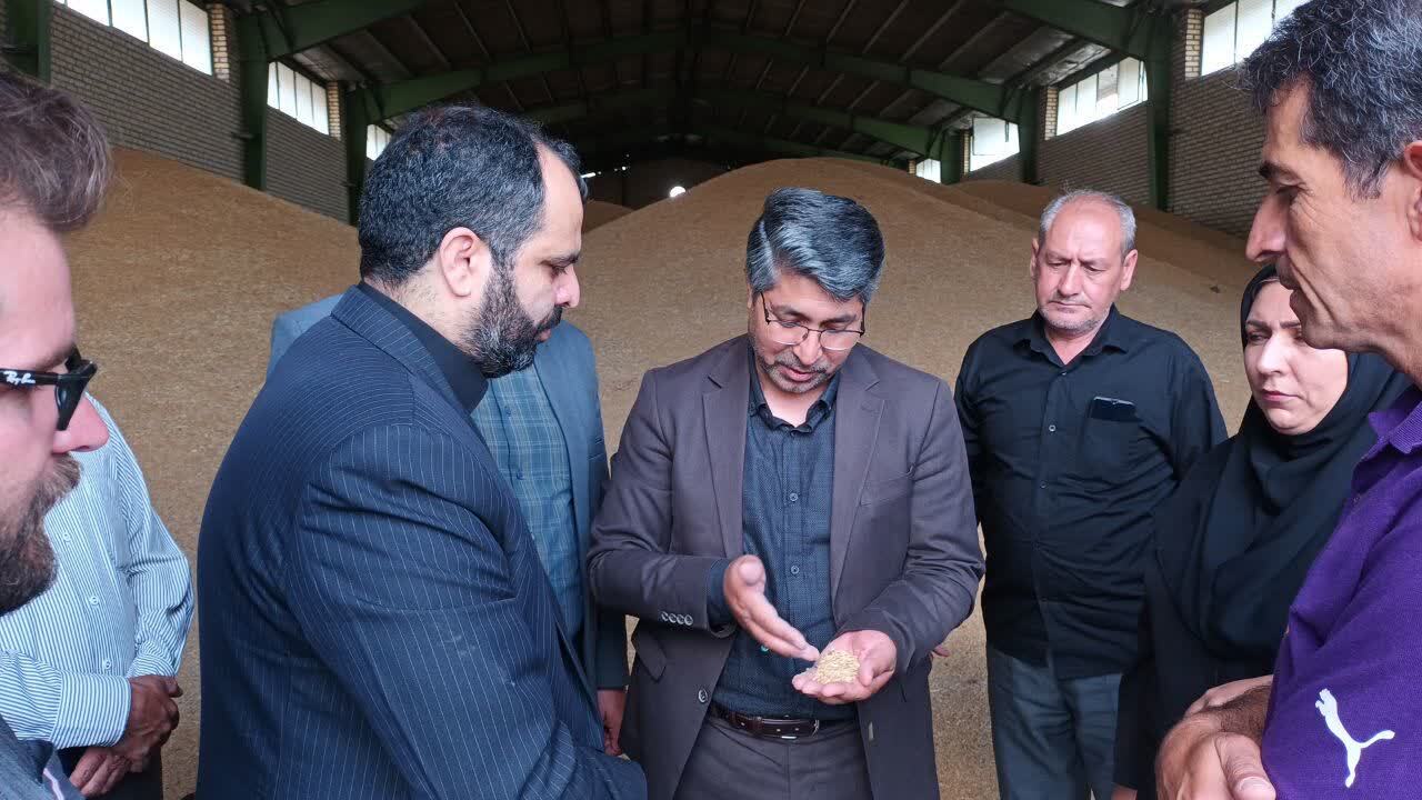 خرید بیش از ۱۹۱ هزار تن گندم در اردبیل/ ۱۴۷۸ میلیارد تومان به حساب کشاورزان پرداخت شده است