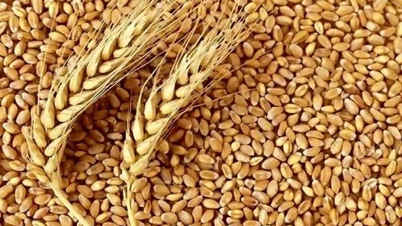 کیفیت بالای گندم تولیدی در بخش جلگه رخ