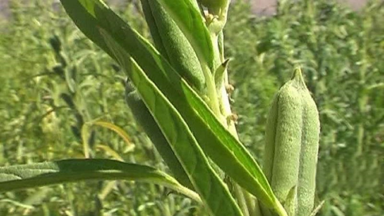 ۳۰۰ هکتار از اراضی شهرستان بمپور به کشت کنجد اختصاص یافت