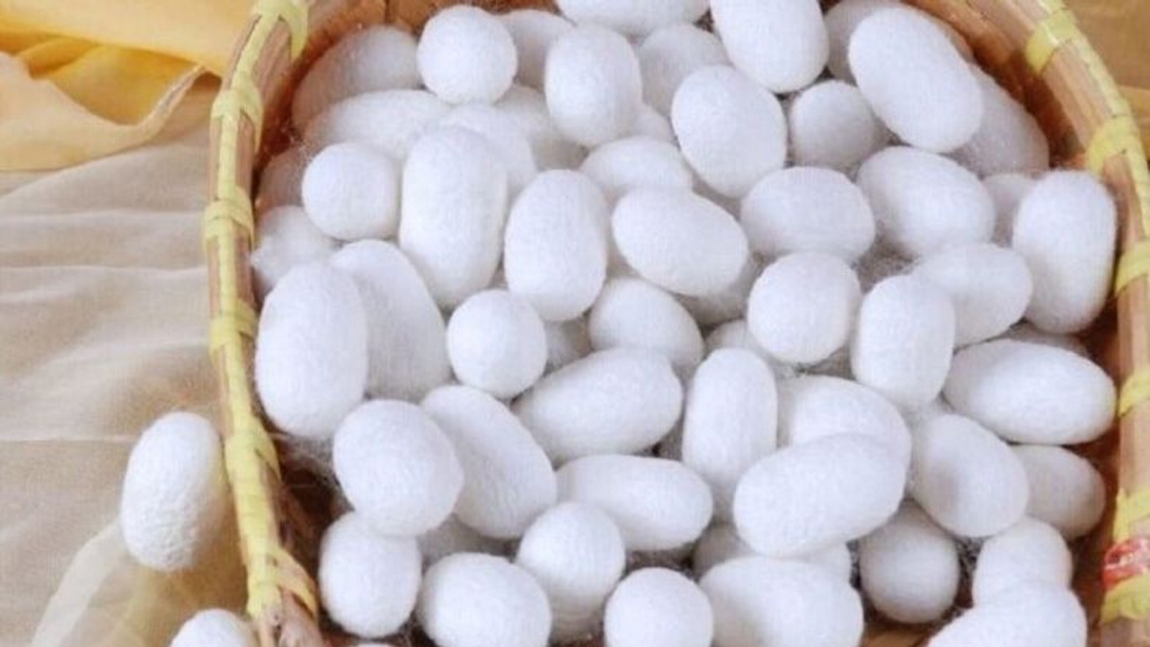 تولید بیش از ۲۸۷ تُن پیله تَر ابریشم در خراسان شمالی