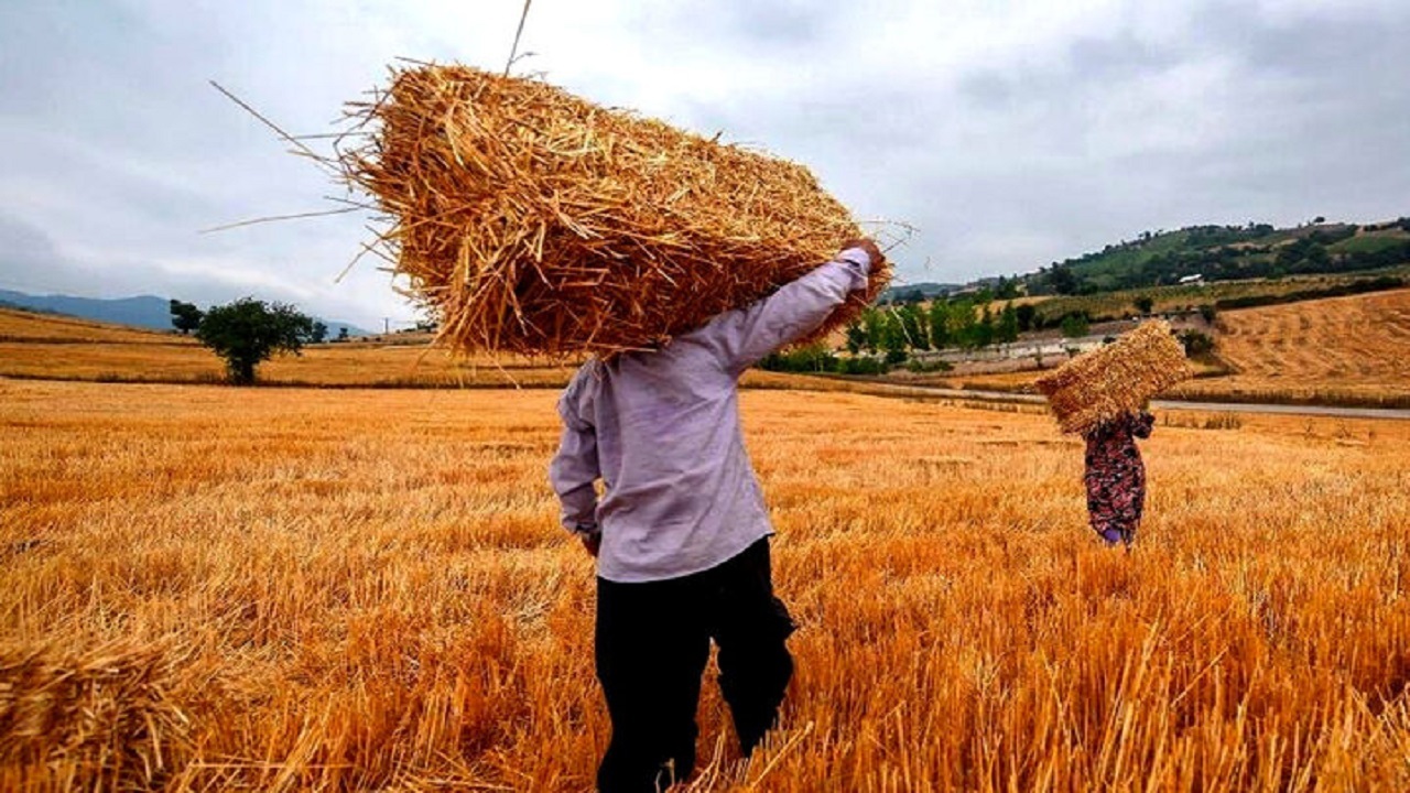 انتظار ۴۰ روزه گندمکاران ارزوئیه برای وصول مطالبات
