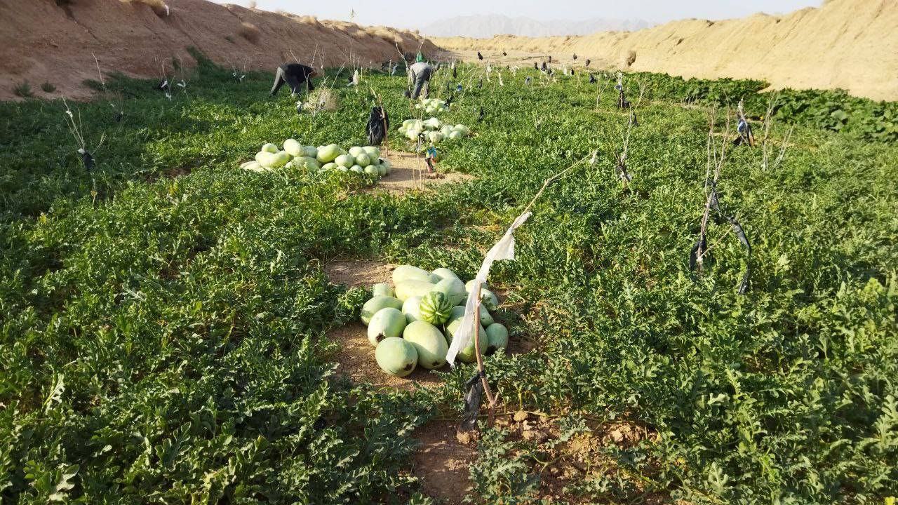 محصول کشاورزی روستای ده محمد محصول کشاورزی روستای ده محمد