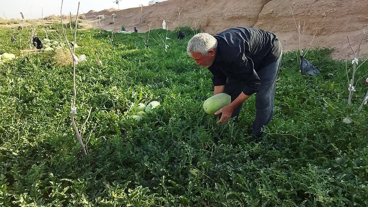 برداشت هندوانه در فلب کویر برداشت هندوانه در فلب کویر