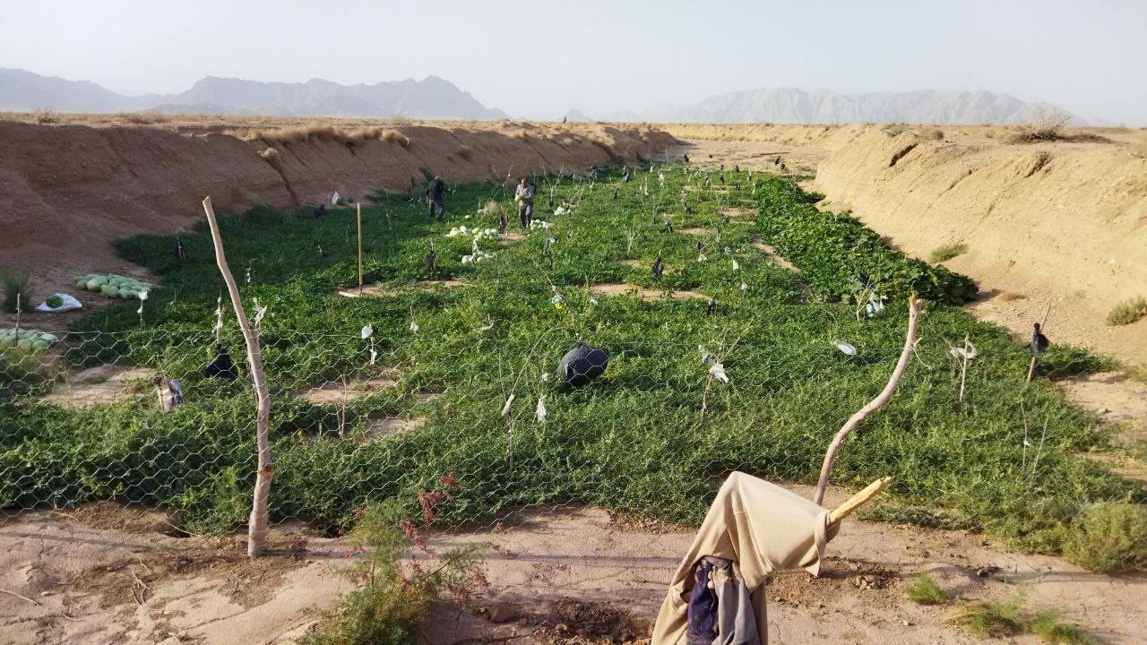 برداشت هندوانه در روستای ده محمد برداشت هندوانه در روستای ده محمد