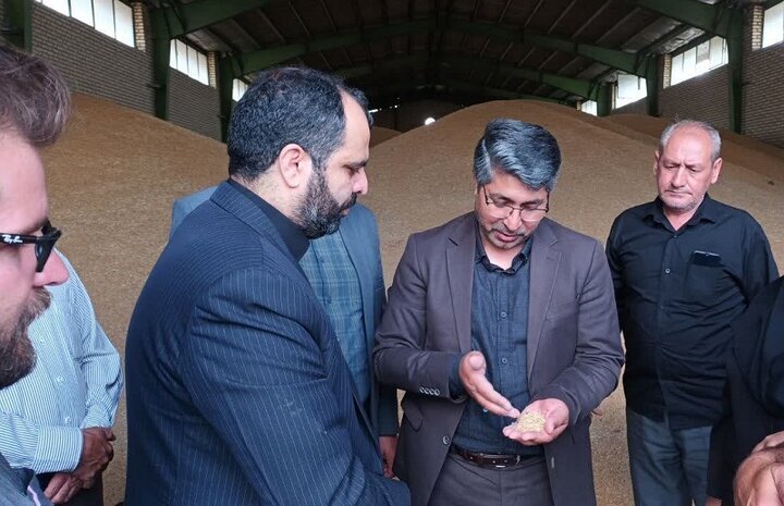 کشاورزان اردبیلی عجله‌ای در برداشت گندم نداشته باشند