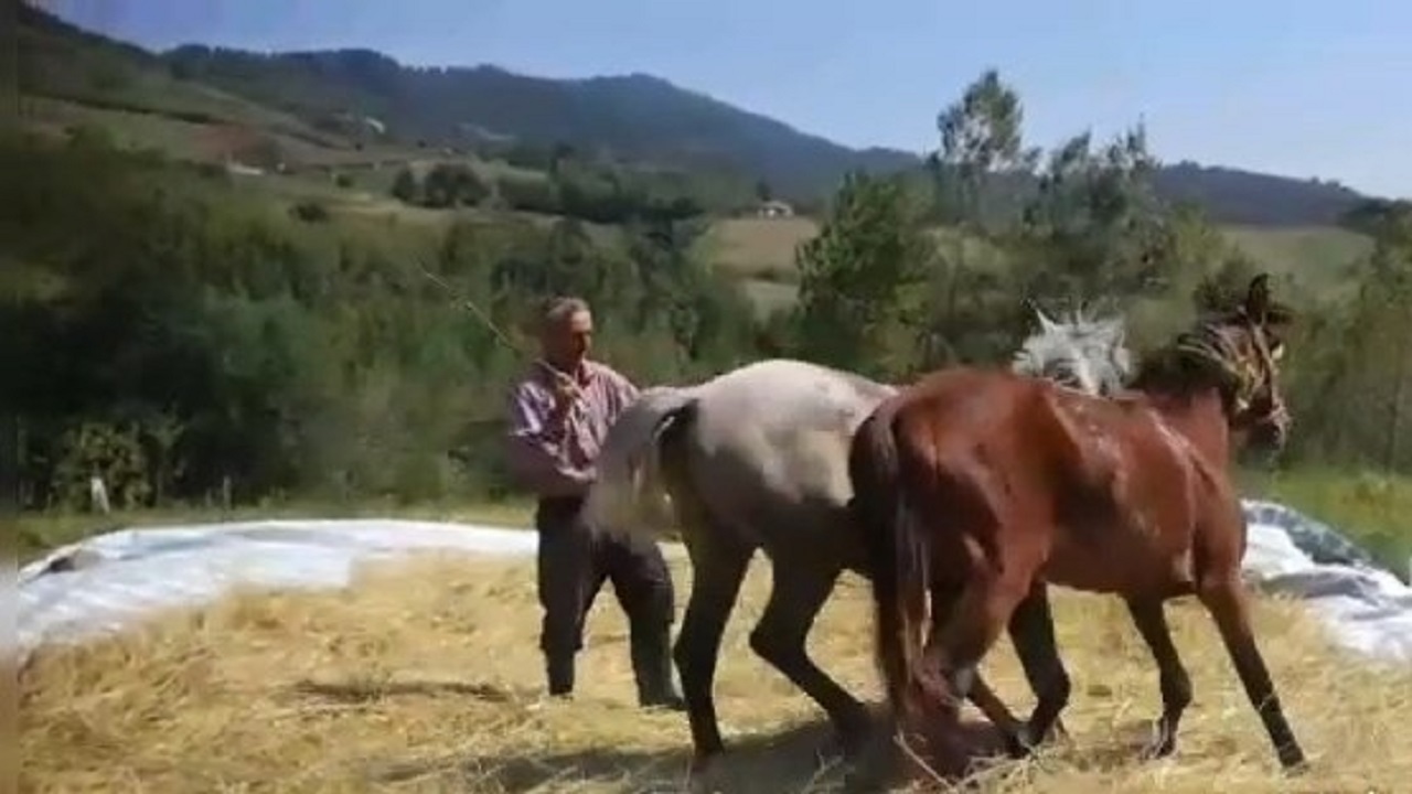 جینگا سَری؛ وقتی اسب‌ها و باد به کمک کشاورزان می‌آیند + فیلم