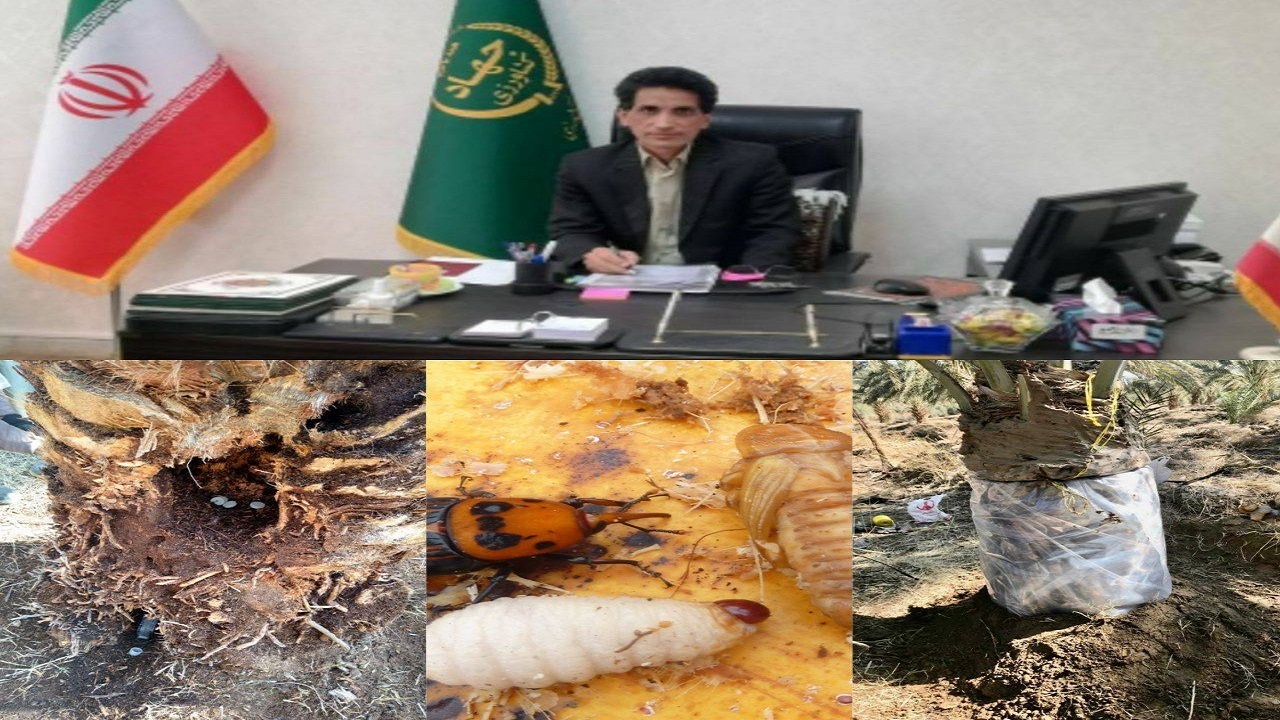 مبارزه با آفت سوسک سرخوطومی حنایی در سطح ۶۹۰ هکتار از نخلستان های خرما در زاهدان