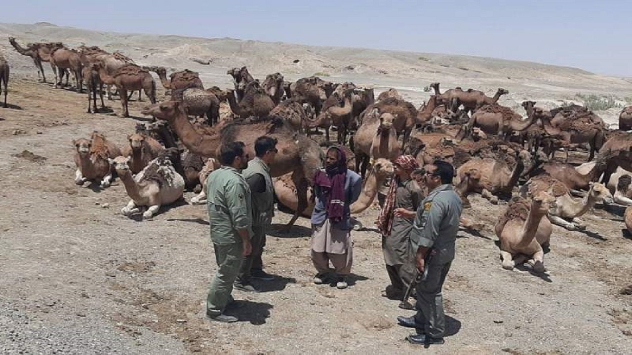 ممانعت از ورود گله ۱۰۰ نفری شتر به بستر تالاب هامون