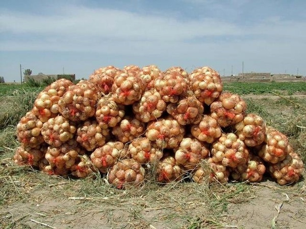 گونی پیاز