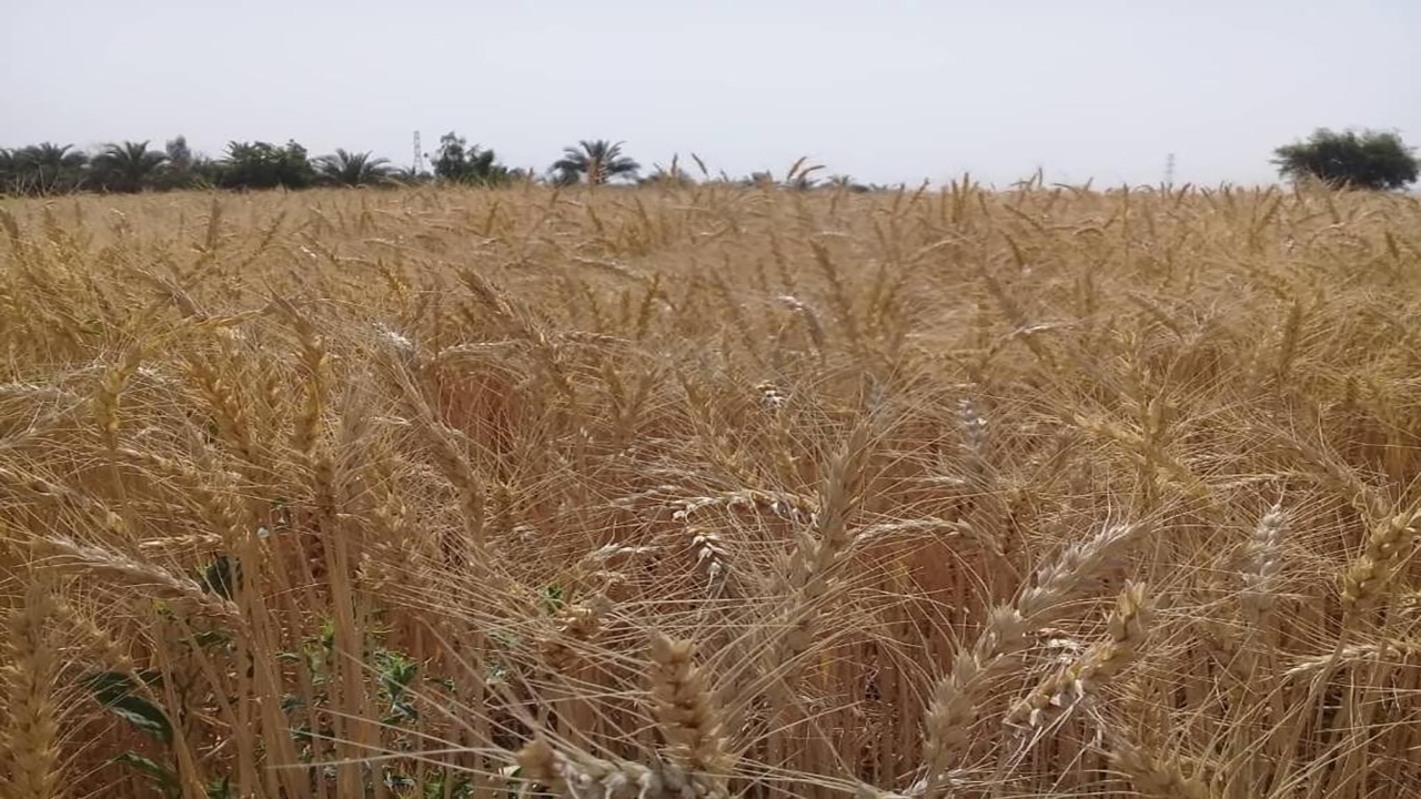 آغاز برداشت گندم در کوهبنان
