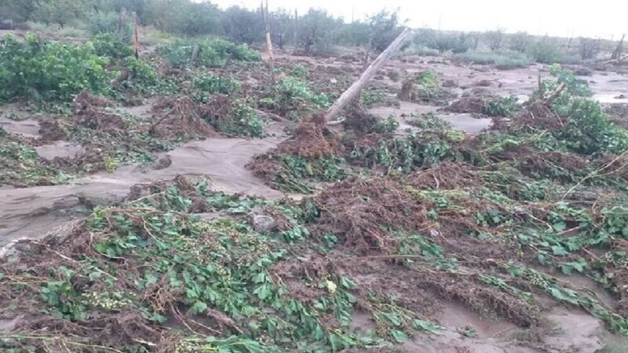 خسارت های مونسون به بخش کشاورزی و منابع طبیعی  تفتان