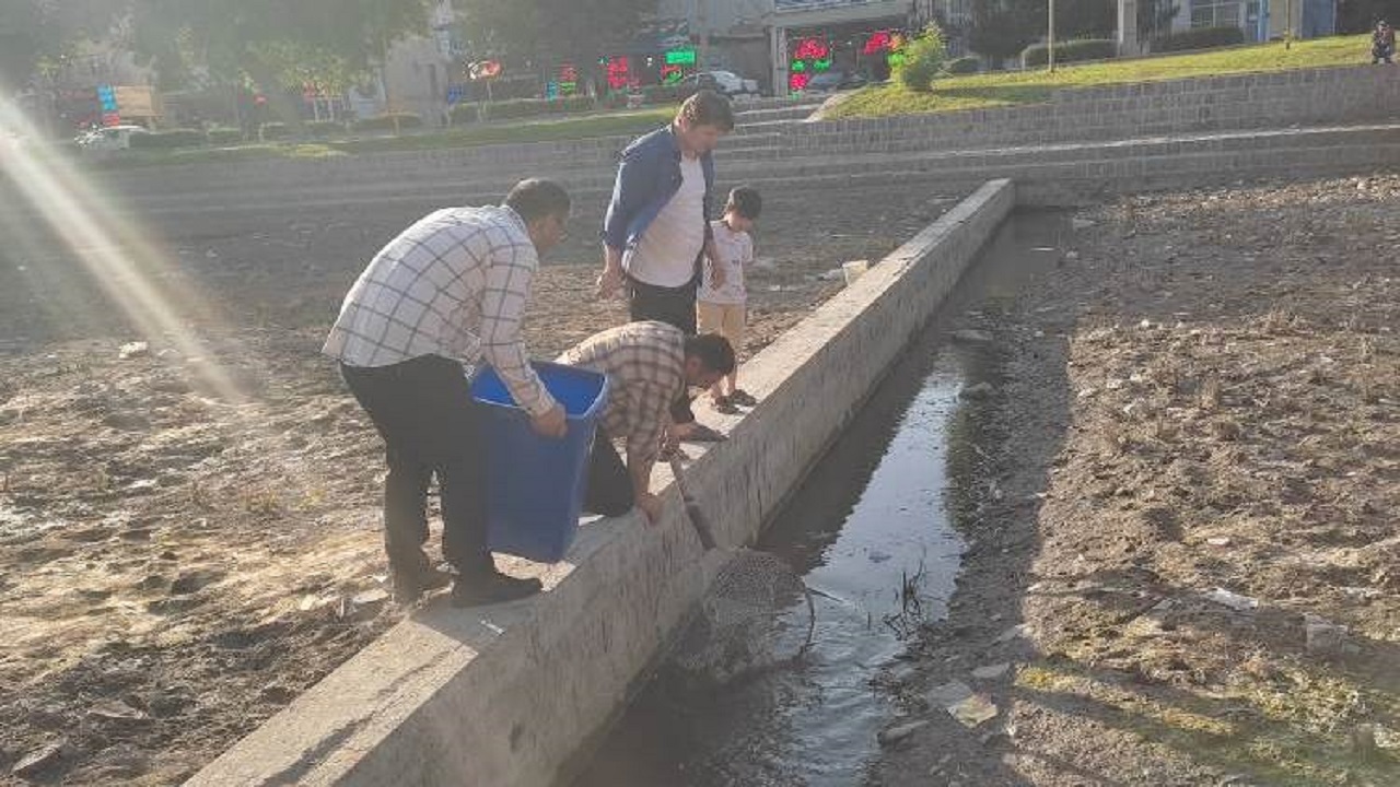 جمع آوری تعدادی از ماهیان رودخانه بالیخلو