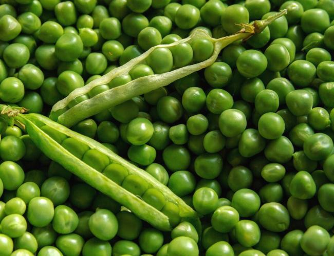 کشت ۷۰۰ هکتار حبوبات در حمیدیه