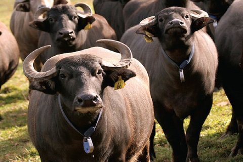 اجرای بیمه تمام خطر گاومیش در خوزستان