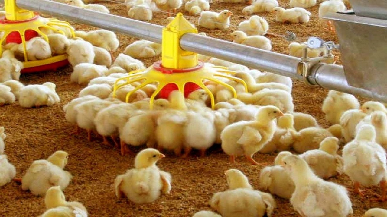  ۳۰ درصد از جوجه ریزی استان قزوین به نژاد آرین اختصاص یابد