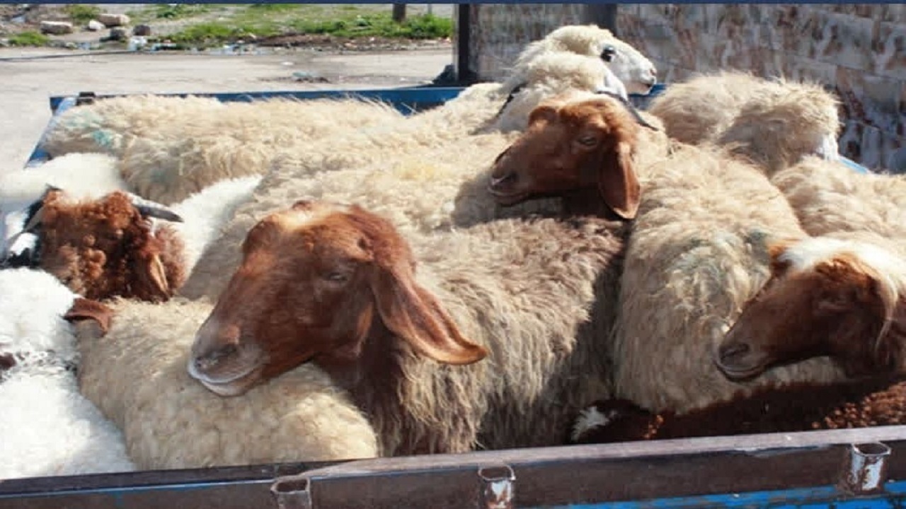 توقیف دو دستگاه کامیون حامل احشام قاچاق در طبس